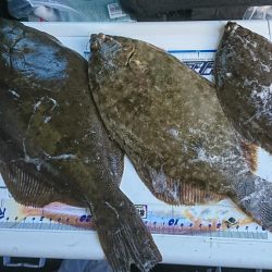 キス釣り、カレイ釣り