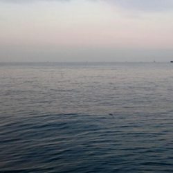 ◯タチウオと何これ！？