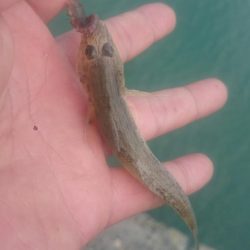 尺ハゼを求めて