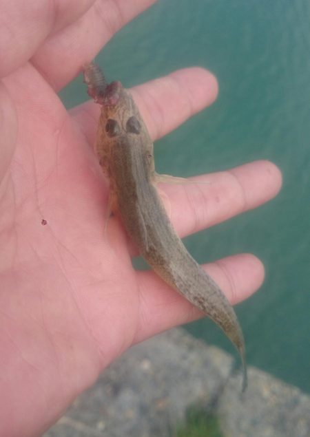 尺ハゼを求めて