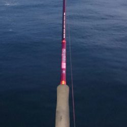 南港タチウオまだまだまだ釣れる