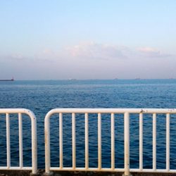 ◯タチウオどこへ!?