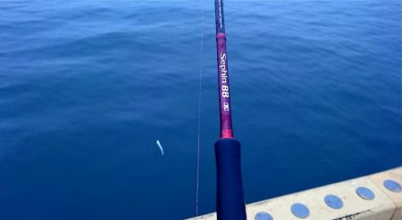 ◯湾奥タチウオ