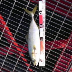 激熱ハマチ！！