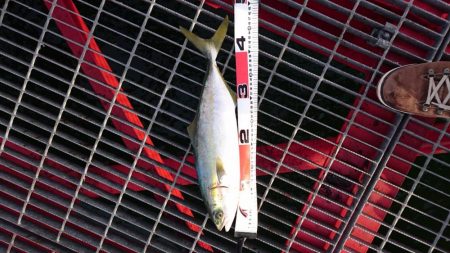 激熱ハマチ！！