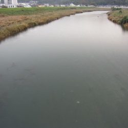 狩野川(狩野川漁業協同組合) 釣果