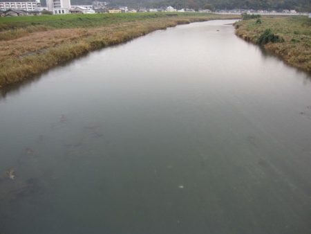 狩野川(狩野川漁業協同組合) 釣果