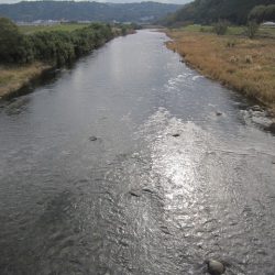 狩野川(狩野川漁業協同組合) 釣果