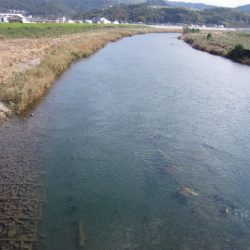 狩野川(狩野川漁業協同組合) 釣果