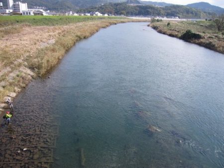狩野川(狩野川漁業協同組合) 釣果