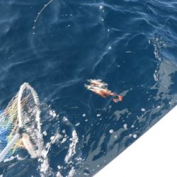 へいみつ丸 釣果