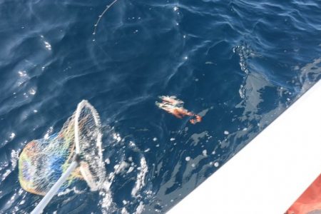 へいみつ丸 釣果