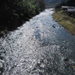 狩野川(狩野川漁業協同組合) 釣果