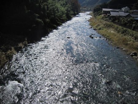 狩野川(狩野川漁業協同組合) 釣果