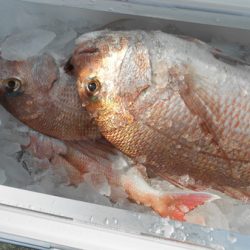 こうゆう丸 釣果