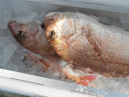 こうゆう丸 釣果