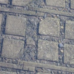 狩野川(狩野川漁業協同組合) 釣果