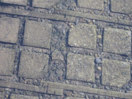 狩野川(狩野川漁業協同組合) 釣果