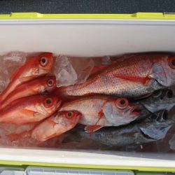 へいみつ丸 釣果