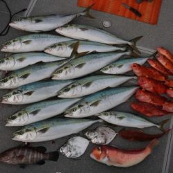 へいみつ丸 釣果