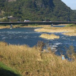 狩野川（狩野川漁業協同組合） 釣果