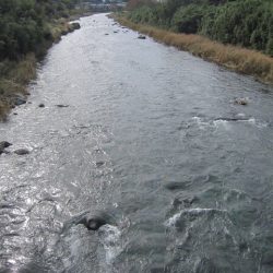 狩野川(狩野川漁業協同組合) 釣果