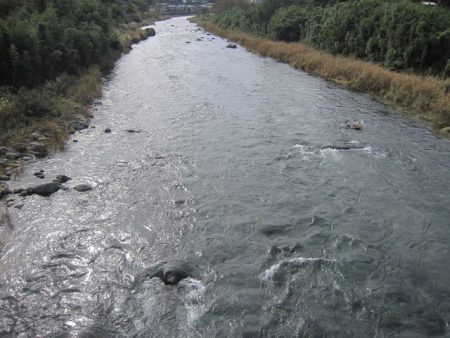 狩野川（狩野川漁業協同組合） 釣果