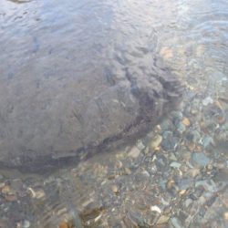 狩野川(狩野川漁業協同組合) 釣果