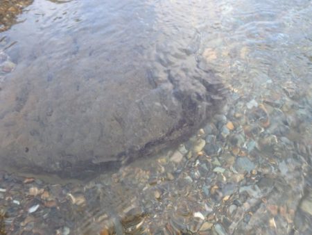 狩野川(狩野川漁業協同組合) 釣果