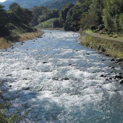 狩野川(狩野川漁業協同組合) 釣果