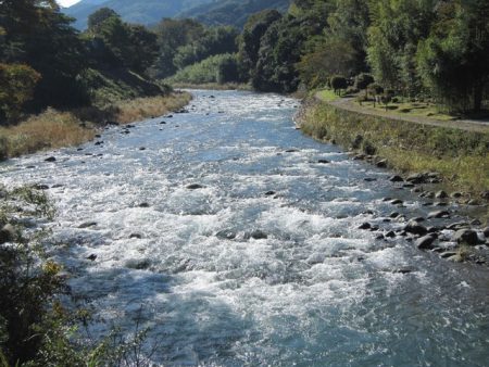 狩野川(狩野川漁業協同組合) 釣果
