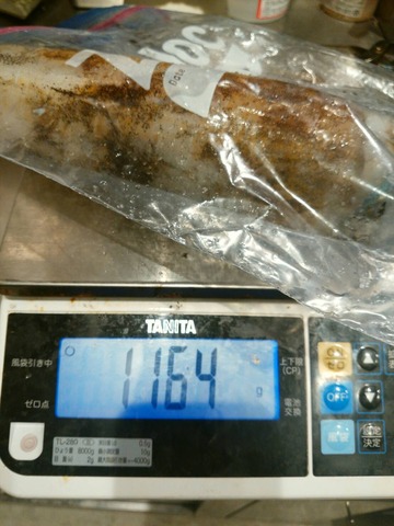 遊漁船　ニライカナイ 釣果