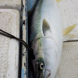 秀漁丸 釣果