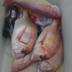 遊漁船 新鋭丸 釣果