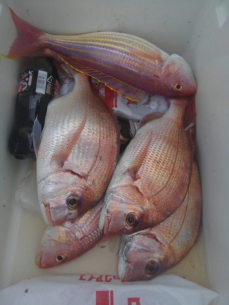 遊漁船 新鋭丸 釣果