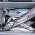 フィッシング太陽 釣果