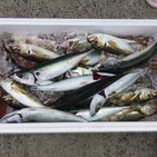 フィッシング太陽 釣果