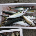 フィッシング太陽 釣果