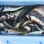 フィッシング太陽 釣果