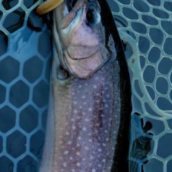 小菅トラウトガーデン 釣果