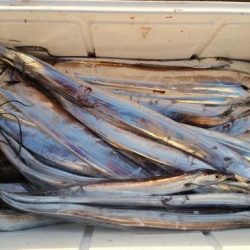 暁〜akatsuki〜 釣果