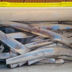 暁〜akatsuki〜 釣果