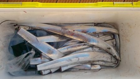 暁〜akatsuki〜 釣果