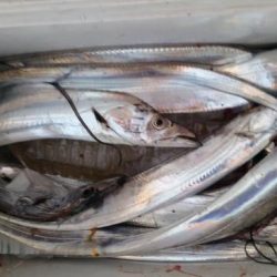 暁〜akatsuki〜 釣果