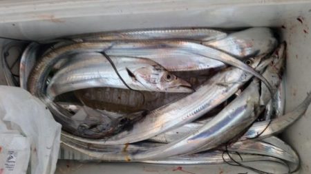 暁〜akatsuki〜 釣果