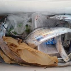 暁〜akatsuki〜 釣果