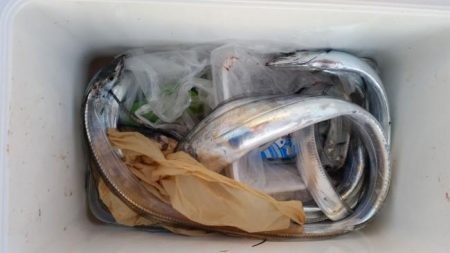 暁〜akatsuki〜 釣果