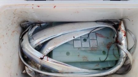 暁〜akatsuki〜 釣果