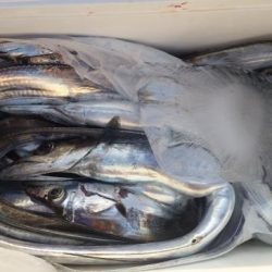 暁〜akatsuki〜 釣果