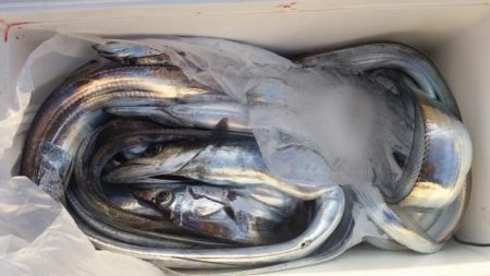 暁〜akatsuki〜 釣果